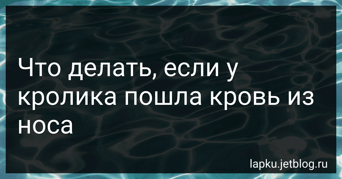 Что делать, если у кролика пошла кровь из носа image