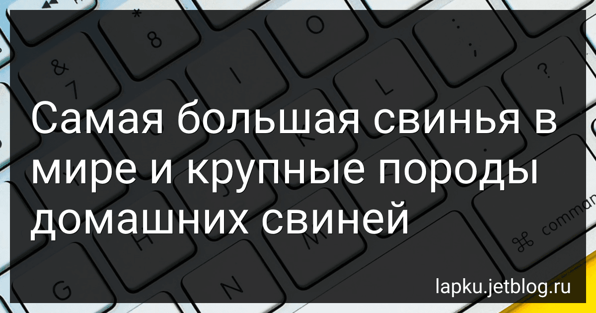 Самая большая свинья в мире и крупные породы домашних свиней image