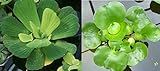 Floating Plant Bundle – Live Aquatic Plants for Ponds & Aquariums (1 Water Lettuce (Pistia stratiotes) and 1 Water Hyacinth (Eichhornia crassipes) Bundle, 1, Count)