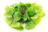 Artificial Floating Water Lettuce Hyacinth (Hydrophyte), 9 Inch Diameter | Water Garden Koi Fish Pond, Aquarium or Pool Decoration