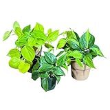 PLANTVERS Set of 3 Philodendron Plants in 4'' Nursery Pots – Brazil, Lemon Lime & Jade Heartleaf Philodendron Varieties – Live Indoor Vining Houseplants – Variegated Easy Care & Air Purifying Plants