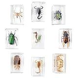 Insects in Resin Specimens, 9 PCS Real Animal Specimen Bugs Resin Spider Collection Kit Clear Resin Paperweights, Educational Supplies for Kid, for Home and Office Desktop Decor (Clear)