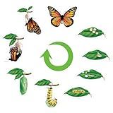 Relaxweex 9 Pcs Magnetic Butterfly Life Cycle Toys for Kid Caterpillar to Monarch Butterfly Growth Cycle Toy Insect Figures for Kids Education Preschool Classroom Insect Themed Teaching Tools Supplies