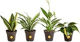 Costa Farms Live Plants (Pack of 4), Easy to Grow Live Indoor Houseplants in 3.8-Inch Plant Pots, Hand-Selected Varieties, Home and Room Decor, 8-10 Inches Tall