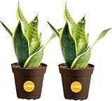 Costa Farms Snake Plants, Live Plants in Plastic Pots, Easy to Maintain, Air Purifying Indoor Succulent Houseplants, Assorted Variety, Home or Office Decor, 8-12 Inches Tall, Pack of 2