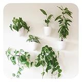PlantPod Luxe - Self-Watering Wall Planters (Set of 6) - Easy to Water and Install - Lightweight - Design Your Own Vertical Garden - Wall Planters for Indoor Plants
