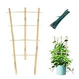 Cambaverd Plant Trellis Indoor, 3 Pack Bamboo Trellises, 16in Fan-Shaped Trellis for Potted Plants Climbing Plants Hoya Vine Ivy