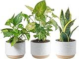 Costa Farms Live Indoor Plants in Decorative Pots, Easy to Maintain, Air Purifying Houseplants, Assorted Varieties, Room or Home Decor, House Warming Gift, 8-12 Inches Tall, Pack of 3