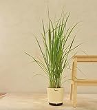 Lemongrass Plants – Pack of 5 Live Lemon Grass Stalks with Roots (6–8” Tall) – Edible, Fast-Growing, Fragrant – Container-Friendly, Indoor/Outdoor – Natural Mosquito Repellent