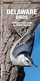 Delaware Birds (Nature Observation North America)
