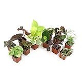 Altman Plants Live Houseplants (12PK), Indoor Plants for Delivery Prime, Live Plants and Gardening Gifts for Plant Lovers, Planters for Indoor Plants with Potting Soil, Live House Plants Indoors Live