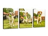 ZhongxingWL 3 pieces Custom Framed Canvas Prints With Your Photos - Upload Your Image/Photo-Custom Personalized Photo to Canvas,Canvas Printing Gifts for Pets Family Baby Wedding (11" Lx14 W x3pcs)