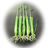 5 Lemongrass Plants 12 Inches Long, Rooted & Ready to Plant, Hydroponically Grown Lemon Grass Live Stalks, Natural Mosquito Repellent, Premium Quality Stalks Perfect for Tea and Essential Oils