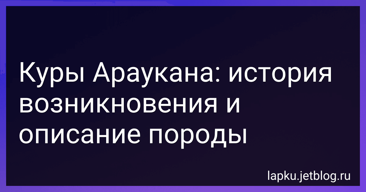 Куры Араукана: история возникновения и описание породы image