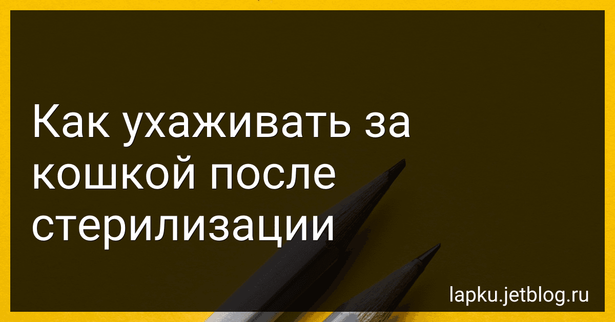 Как ухаживать за кошкой после стерилизации image