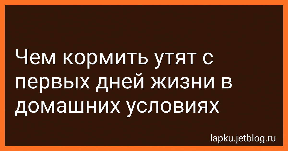 Чем кормить утят с первых дней жизни в домашних условиях image