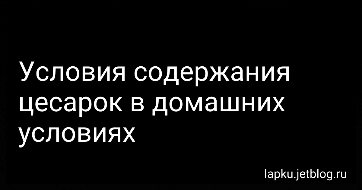 Условия содержания цесарок в домашних условиях preview