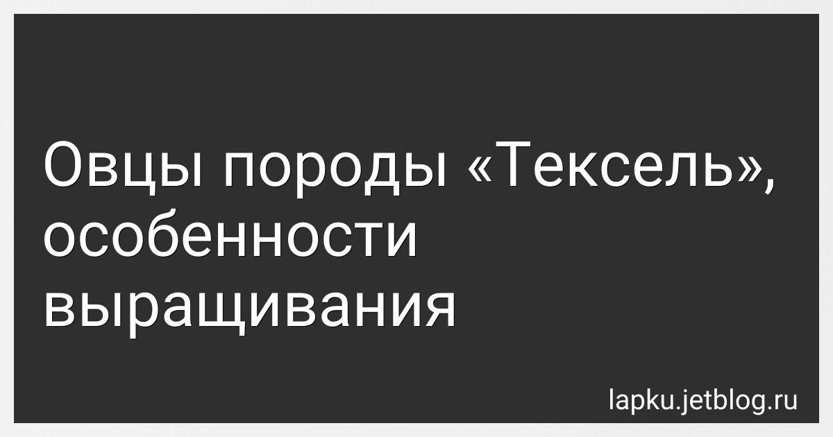 Овцы породы «Тексель», особенности выращивания image