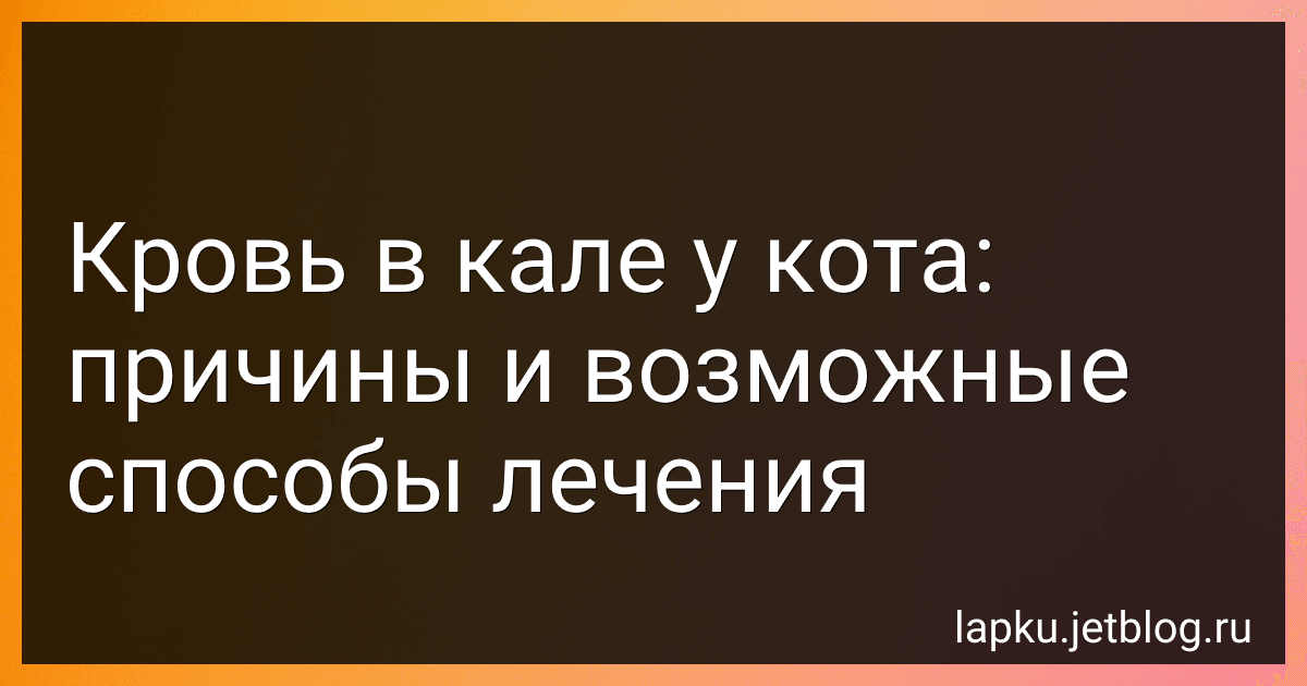 Кровь в кале у кота: причины и возможные способы лечения image