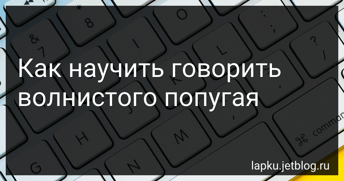 Как научить говорить волнистого попугая image