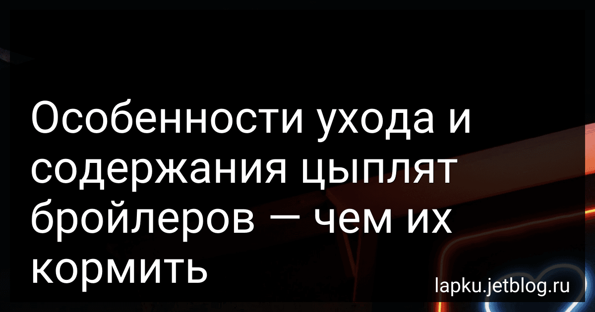 Особенности ухода и содержания цыплят бройлеров - чем их кормить image