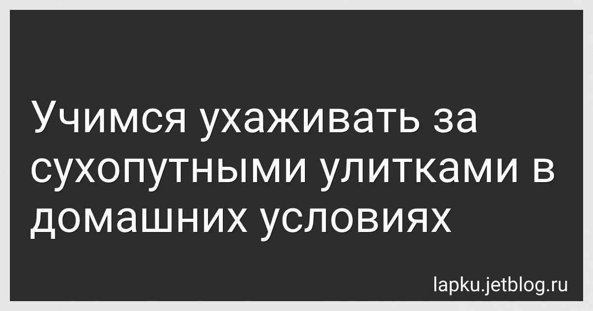 Учимся ухаживать за сухопутными улитками в домашних условиях image