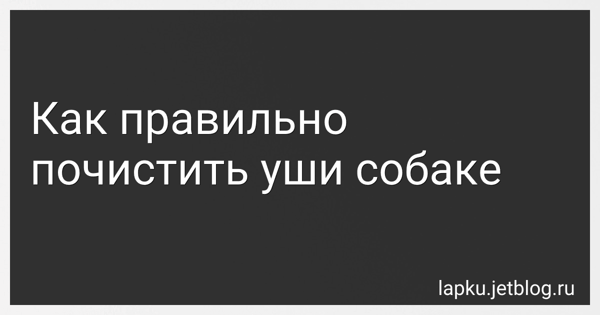 Как правильно почистить уши собаке image