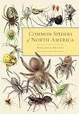 Common Spiders of North America