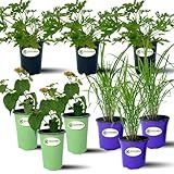 Clovers Garden Mosquito Trio Nine (9) Mosquito Repellent Live Plants – Non-GMO - Each 4" to 8" Tall – in 4" Inch Pots - Includes Citronella Geranium, Lemongrass, Lantana Plants (3 of Each)