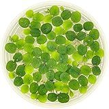 Water Spangle, Salvinia Minima, Live Aquarium/Aquatic/Freshwater/Floating/Pond Plant/Planted Tank/Aquascaping/Paludarium by Aquarium Plant Center (12 Plants, 60+ Leaves)