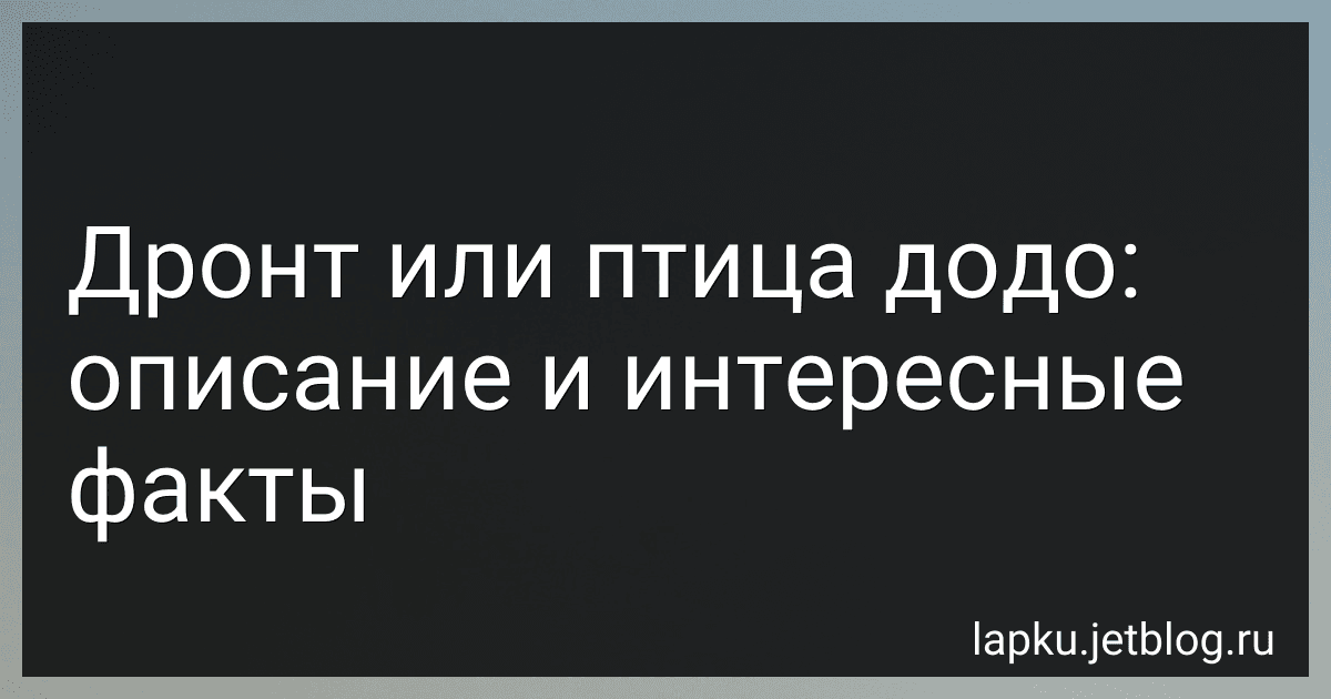 Дронт или птица додо: описание и интересные факты image