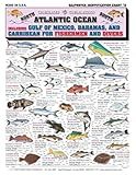 Saltwater Fish Identification Chart #5 - Waterproof Quick Reference Fishing Guide - 50+ Fish Species ID - (Florida, Atlantic, Gulf of Mexico, and Caribbean) - Great Gift for Beginners