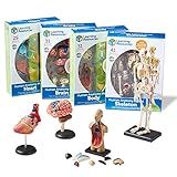 Learning Resources Anatomy Models Bundle Set - Skeleton and Physiology, Human Body Model , Science Classroom Must Haves, Biology Teacher Supplies, Interactive Homeschool Projects, Montessori