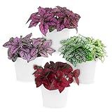 Polka Dot Plant Collection (4-Pack) - House Plants Indoors Live, Air Purifying Live Indoor House Plants, (Red, White, Rose, and Pink) Indoor Plants Live houseplants.