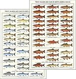 Charting Nature Trout, Salmon and Char Identification Poster and Species Guide (24"x36", Set)