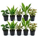 10 Assorted Potted Live Freshwater Aquarium Plants Bundle for Beginners
