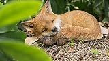 Hi- Line Gift 87719-D Fox Pup Sleeping Statue