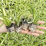 Spider Plant Variety Pack - 4 Spider Plants Live House Plants - Ocean, Hawaiian, Green, Bonnie Curly - Perfect for Home Garden & Office Decor - Ideal for Indoor Air Quality & Easy to Care