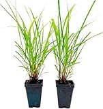 2 West Indian Lemongrass Plants (Cymbopogon Citratus) in 2.5" Nursery Cubes | Insect-Repelling Live Herb with Citrus Scent | Evergreen Perennial, Easy to Grow for Home & Garden