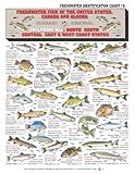 Freshwater Fish Identification Chart #8 - Waterproof Quick Reference Fishing Guide - 50+ Fish Species ID - (US, Canada, and Alaska) - Double-Sided & Easy to Read - Great Gift for Beginners