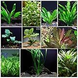 Florida 10 Species Live Aquarium Plants Bundle