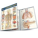 Anatomy of the Endocrine System: a QuickStudy Laminated Reference Guide