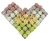 Altman Plants, Live Succulents Plants (50 Pack), Nursery Pots Variety Pack, Bulk Succulents Plants Live Plants Indoor Plants Live House Plants Indoors Live Indoor Plants Live Houseplants Live Indoor