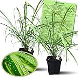 Clovers Garden 2 Large Lemongrass Plants Live - Mosquito Repellent Plants 4”– 7” Tall in 3.5” Pots - Non-GMO Edible Medicinal Herb Cymbopogon Citratus