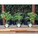 3 Citronella Plants, Mosquito Plants, 4” Nursery Pots, Live Plant