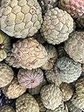Sugar Apple Fruit 3 LBS