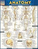 Anatomy QuickStudy Laminated Reference Guide (QuickStudy Academic)