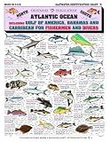 Saltwater Fish Identification Chart #5 - Waterproof Quick Reference Fishing Guide - 50+ Fish Species ID - (Florida, Atlantic, Gulf of Mexico, and Caribbean) - Great Gift for Beginners