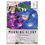 Seed Needs, Morning Glory Tall Blend Climber Seeds (Ipomoea purpurea) Single Package of 100 Seeds Heirloom