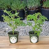 2 Citronella Plants, Mosquito Plant, Thriving Inside 4” Durable Nursery Pots, Live Plants